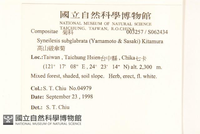 高山破傘菊藏品圖，第2張