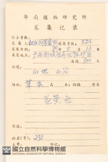 秋鼠麴草藏品圖，第2張