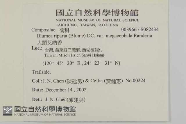 大頭艾納香藏品圖，第2張