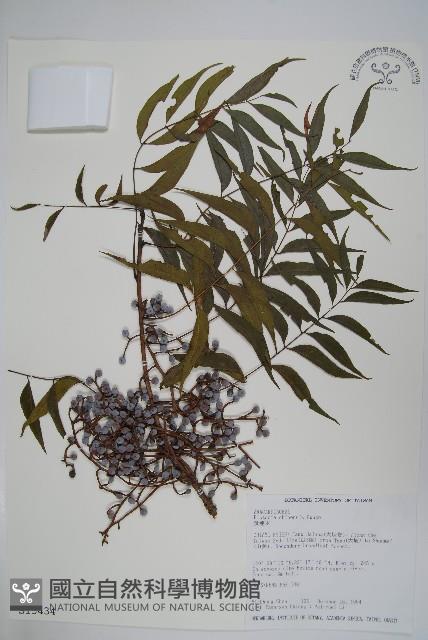 黃連木、爛心木藏品圖，第1張