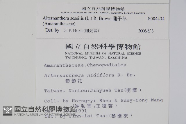 蓮子草藏品圖，第2張