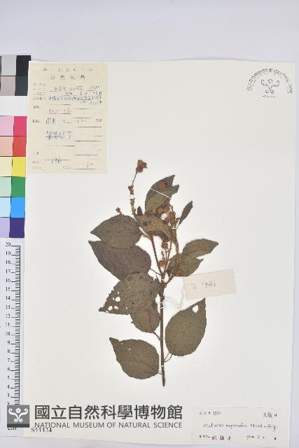 扛香藤藏品圖，第1張