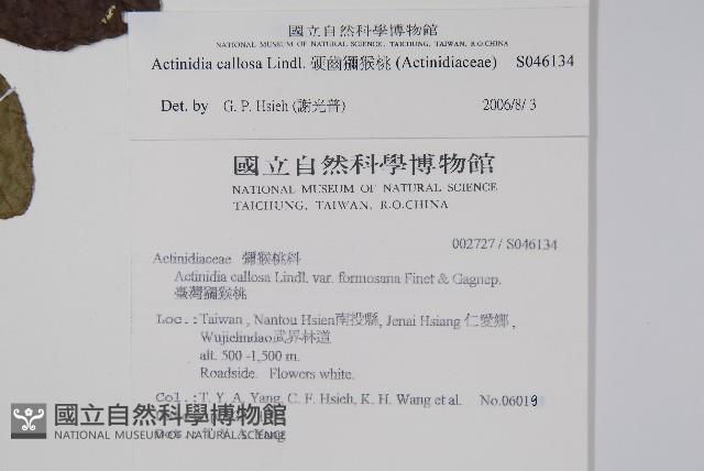 硬齒獼猴桃藏品圖，第2張