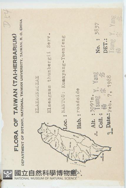 鄧氏胡頹子藏品圖，第2張
