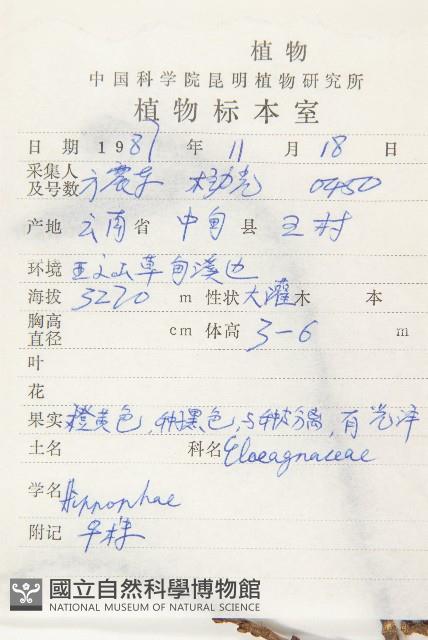 雲南沙棘藏品圖，第2張