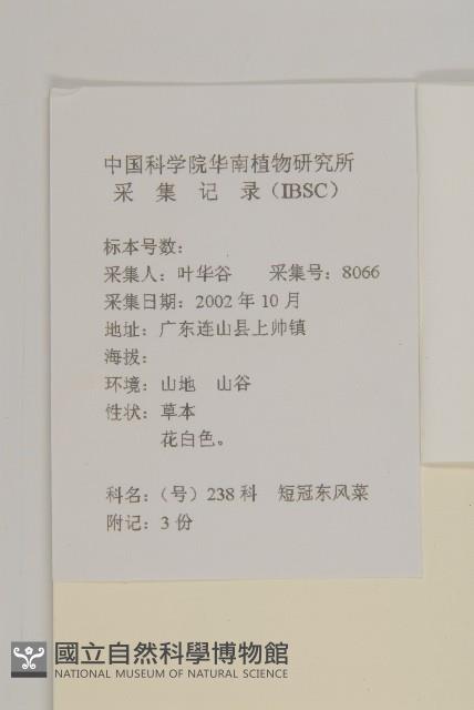 短冠東鳳菜藏品圖，第2張