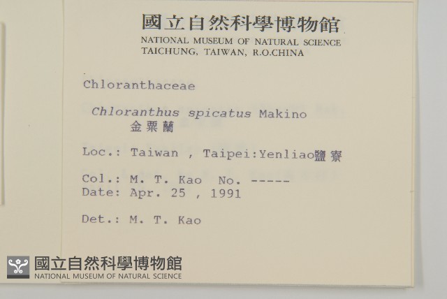 金粟蘭、珠蘭雞腳蘭茱蘭藏品圖，第2張