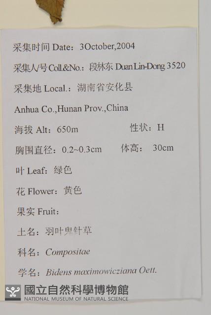 羽葉鬼針草藏品圖，第2張