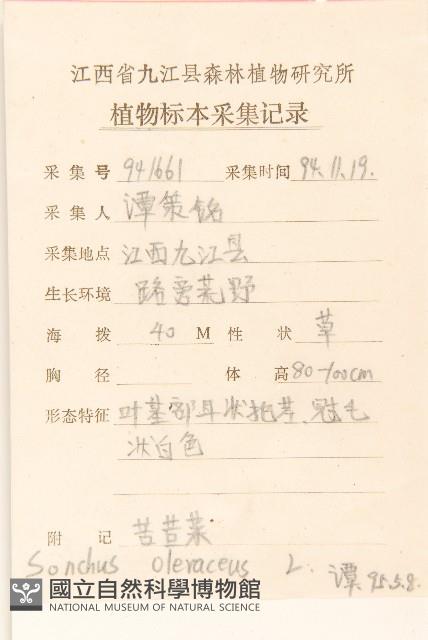 苦滇菜、苦菜藏品圖，第2張