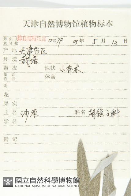 銀柳藏品圖，第2張