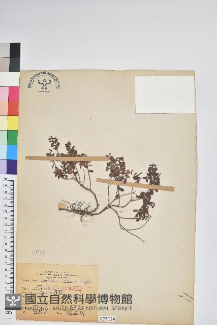 高山白珠樹藏品圖，第1張