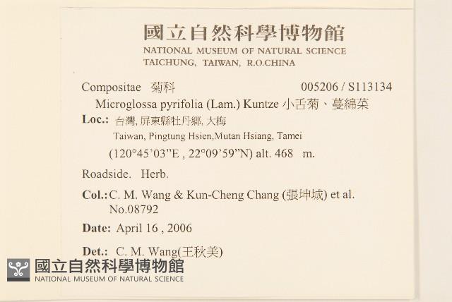 小舌菊、蔓綿菜藏品圖，第2張