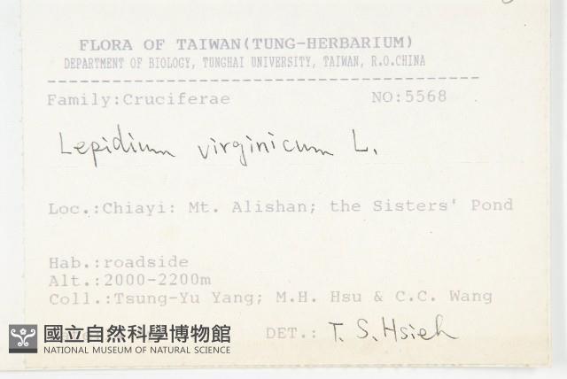 獨行菜藏品圖，第2張