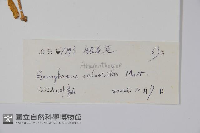 假千日紅藏品圖，第2張