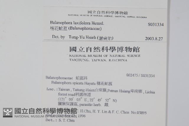 穗花蛇菰藏品圖，第2張