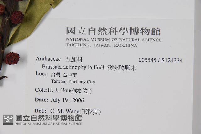 澳洲鴨腳木藏品圖，第2張