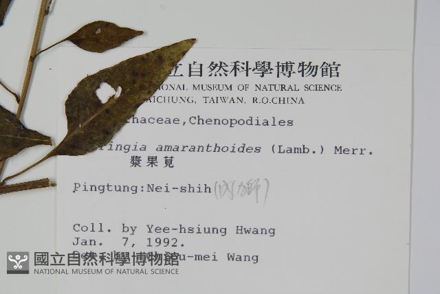 漿果莧、紐藤藏品圖，第2張