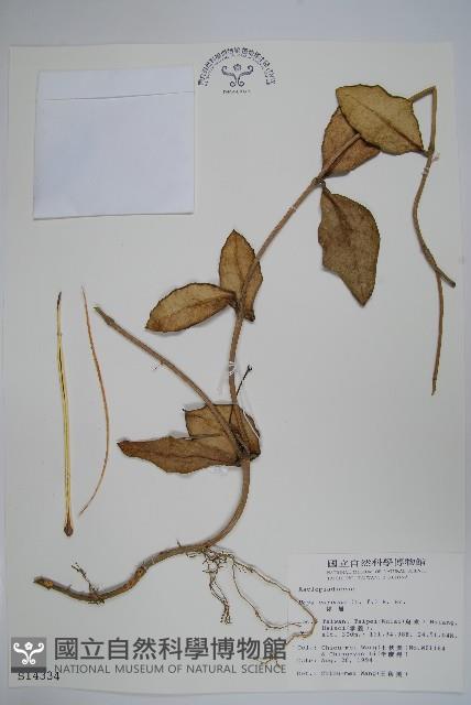 毬蘭藏品圖，第1張