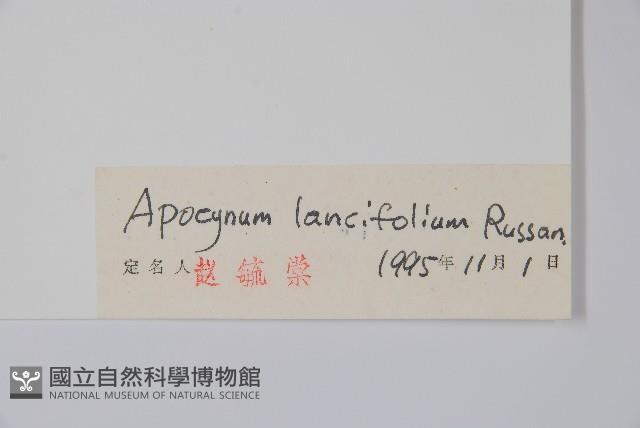 羅布麻藏品圖，第2張