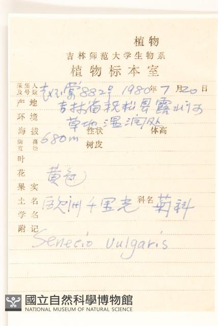 歐洲黃菀藏品圖，第2張