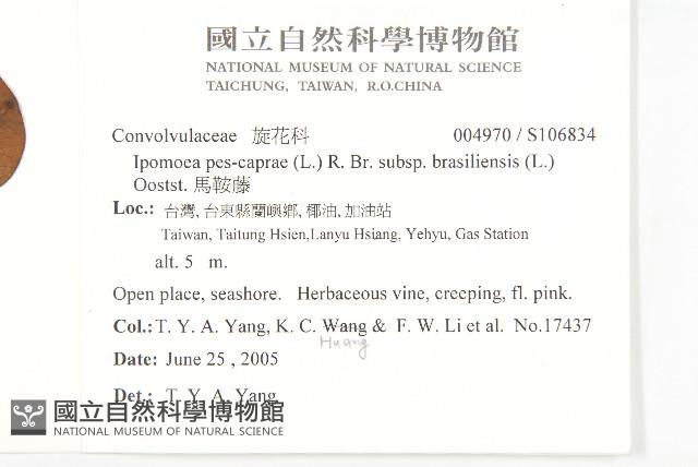 馬鞍藤藏品圖，第2張