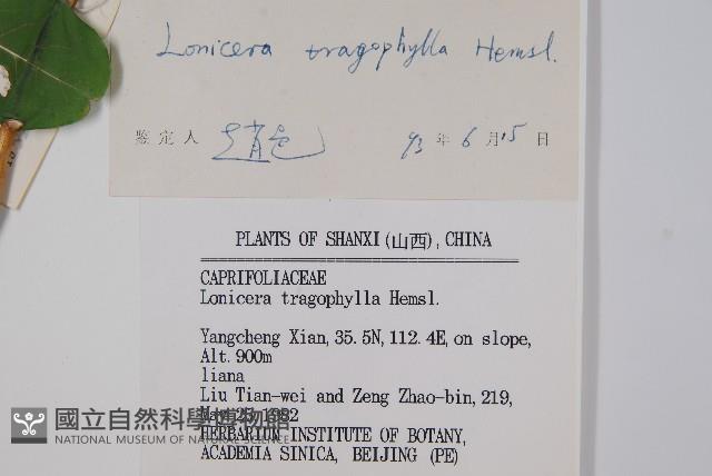 盤葉忍冬藏品圖，第2張