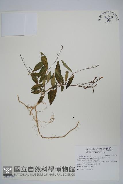 針刺草藏品圖，第1張