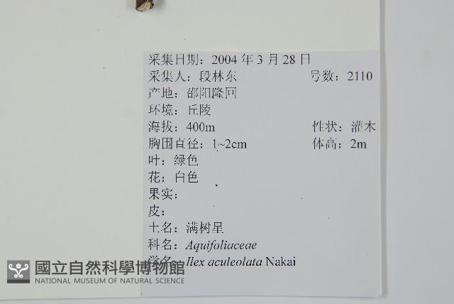 鼠李冬青、滿樹星藏品圖，第2張