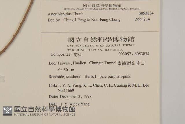 狗娃花藏品圖，第2張