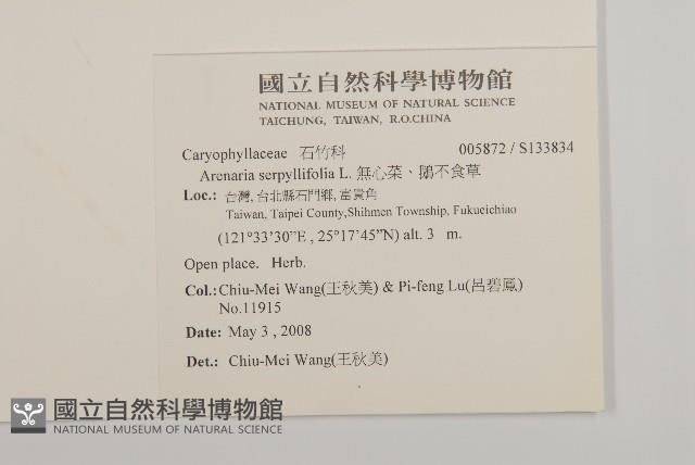 無心菜、鵝不食草藏品圖，第2張