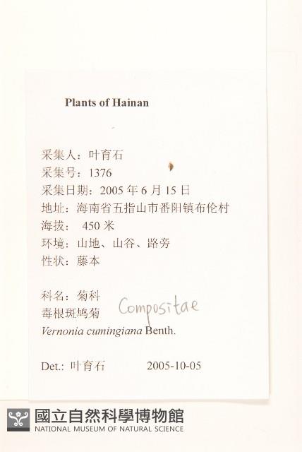 細脈斑鳩菊、毒根斑鳩菊藏品圖，第2張