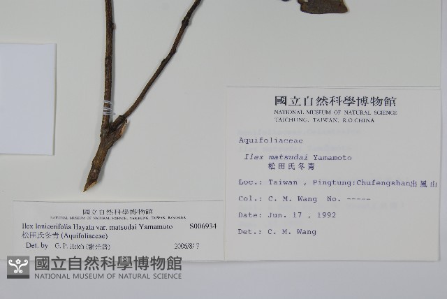 松田氏冬青藏品圖，第2張