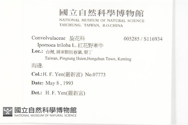 紅花野牽牛藏品圖，第2張