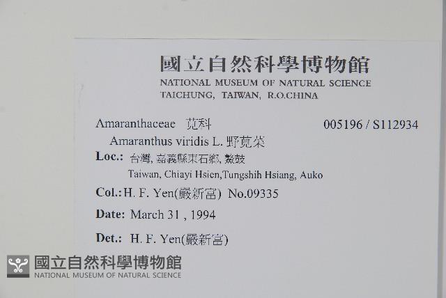 野莧菜藏品圖，第2張