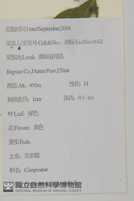 天名精藏品圖，第2張