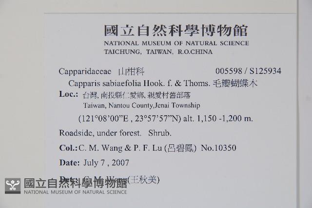 毛瓣蝴蝶木藏品圖，第2張