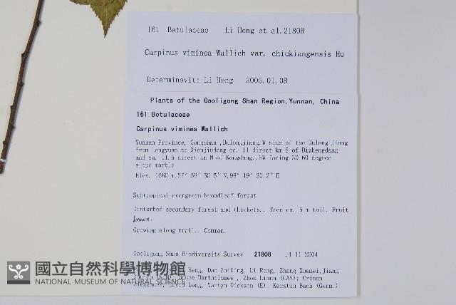 貢山鵝耳櫪藏品圖，第2張