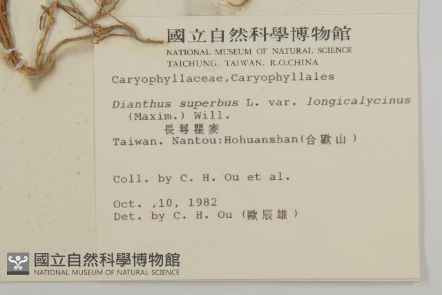 長萼瞿麥藏品圖，第2張