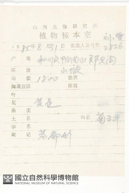 山柳菊藏品圖，第2張