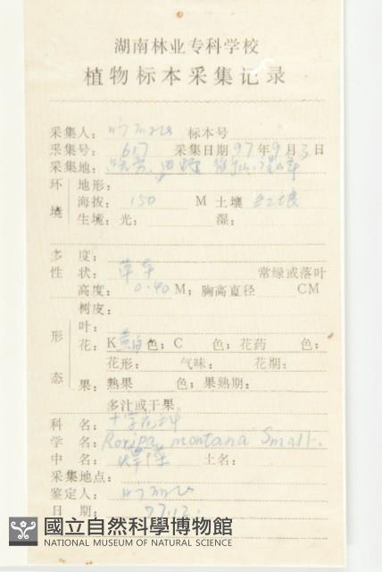 無瓣蔊菜藏品圖，第2張