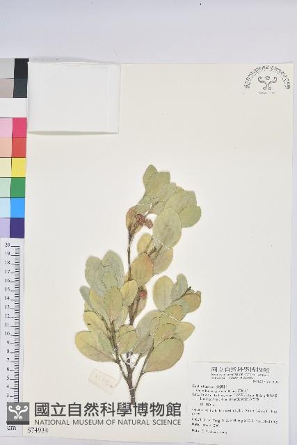 白樹仔藏品圖，第1張