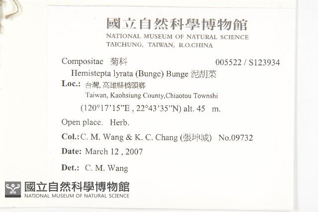 泥胡菜藏品圖，第2張