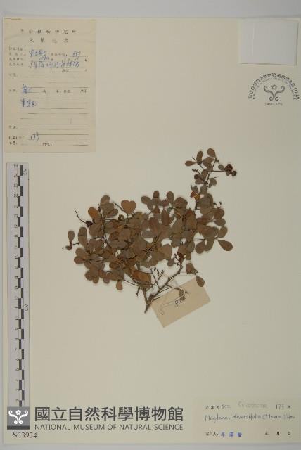 北仲, 刺裸實藏品圖，第1張