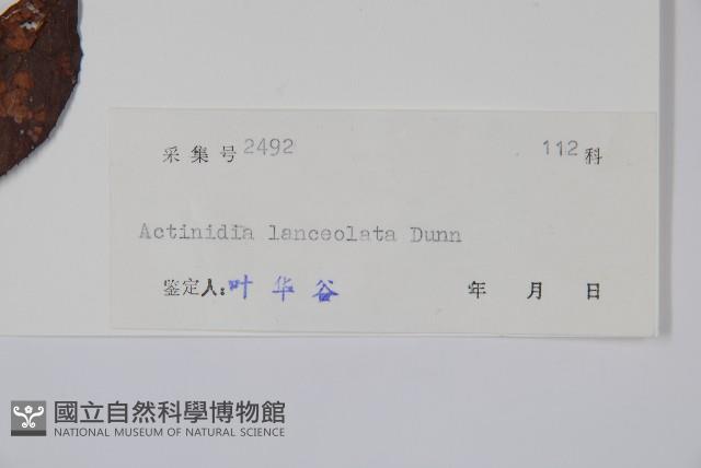 小葉獼猴桃藏品圖，第2張