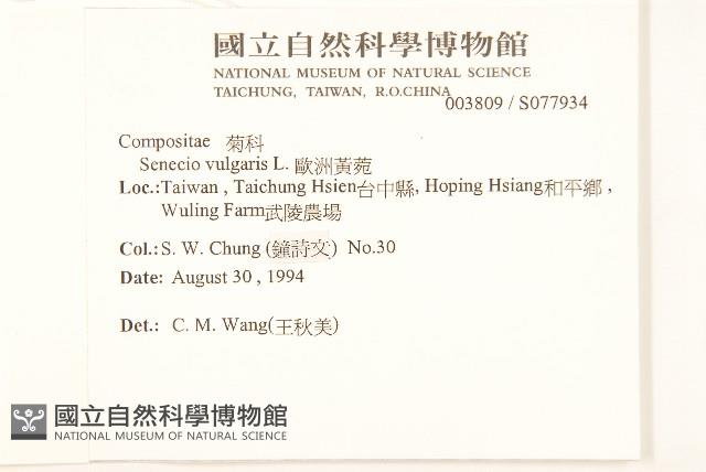 歐洲黃菀藏品圖，第2張