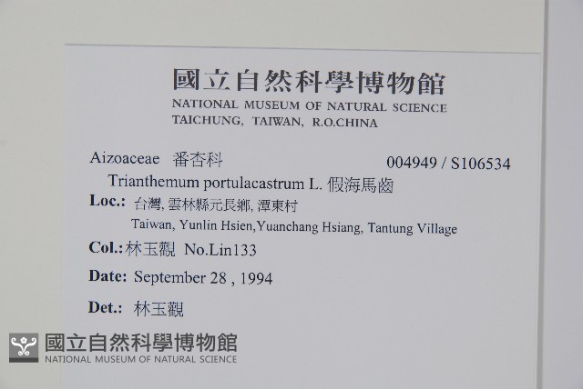 假海馬齒藏品圖，第2張