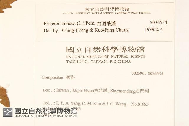 白頂飛蓬藏品圖，第2張