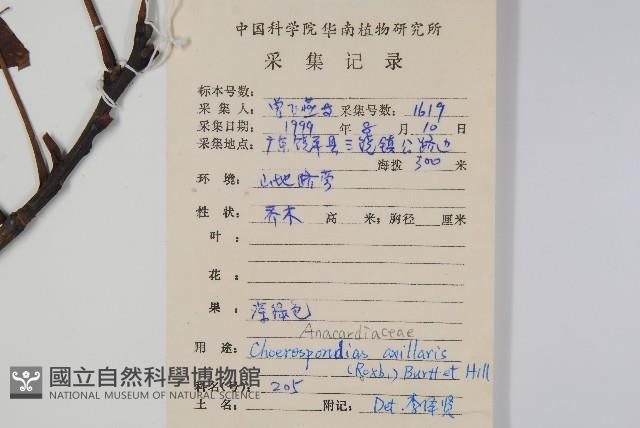 南酸棗藏品圖，第2張