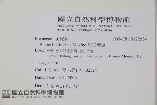 琉球黃楊藏品圖，第2張