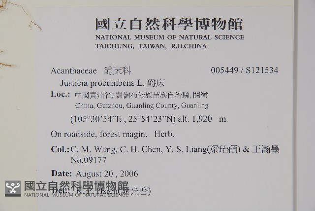 爵床藏品圖，第2張